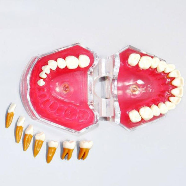 Modèle anatomique de dentition UM 7008 Tangshan UMG Medical