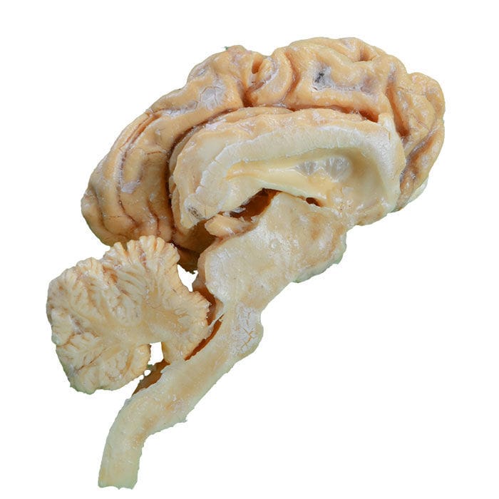 Modèle anatomique de cerveau MWDW 024 MeiWo Science vétérinaire