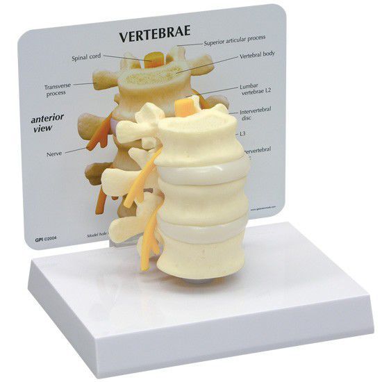 Modèle anatomique de vertèbres lombaires 1500 GPI Anatomicals d