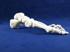 modèle anatomique pied / os / d'enseignement / pathologique