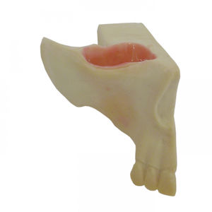 modèle anatomique maxillaire / de chirurgie dentaire