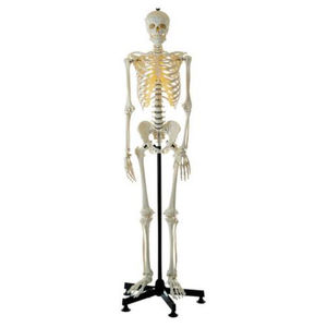 modèle anatomique de squelette / d'enseignement / masculin / articulé