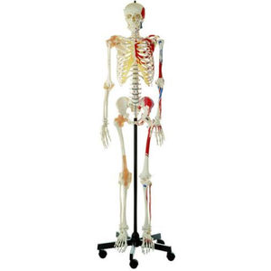 modèle anatomique de squelette / d'enseignement / articulé / avec marquage des muscles