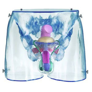 modèle anatomique organe génital masculin / d'enseignement / masculin / transparent