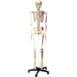 modèle anatomique de squelette / d'enseignement / avec marquage des muscles