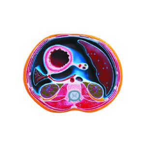 modèle anatomique abdominal / thorax / coeur / d'enseignement