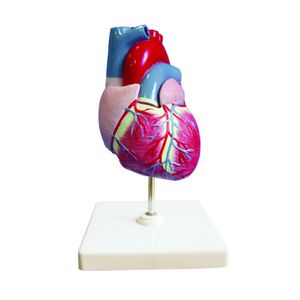 modèle anatomique coeur / d'enseignement