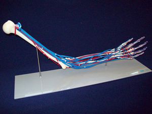 modèle anatomique de squelette / bras / main / d'enseignement