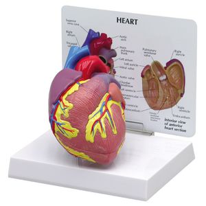 modèle anatomique coeur / d'enseignement