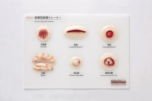 modèle anatomique de peau / d'enseignement / pathologique