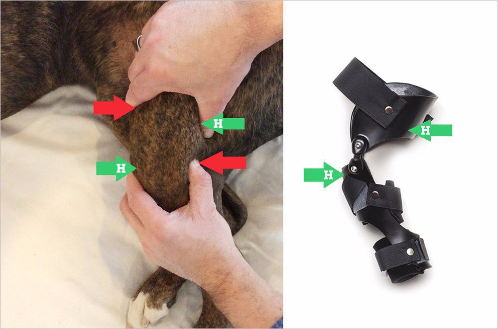 Orthèse vétérinaire pour chien Hero Braces genou / articulée