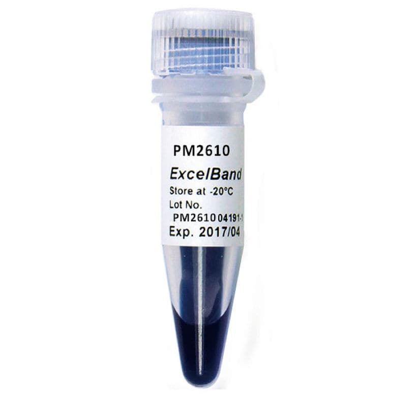 Réactif tampon de charge ExcelBand™ SMOBIO Technology, Inc. pour