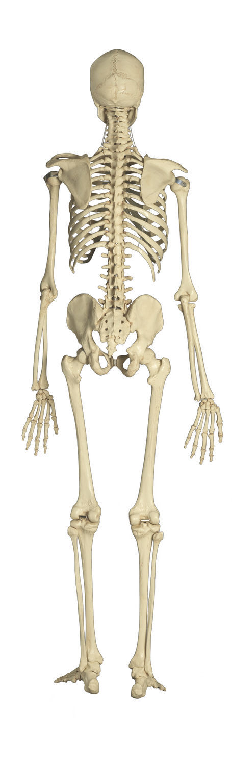 diagramme vierge des os du pied