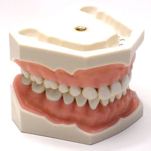 modèle anatomique de dentition