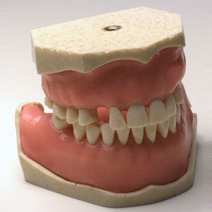 modèle anatomique de dentition