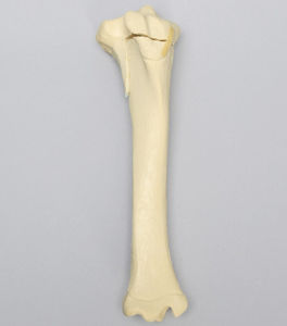 modèle anatomique de tibia