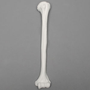 modèle anatomique d'humérus