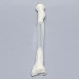 modèle anatomique de radius