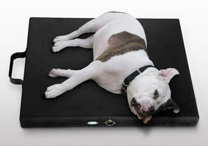 unité de magnétothérapie pour canins