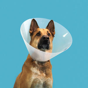 collerette vétérinaire pour chiens