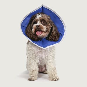 collerette vétérinaire pour chiens