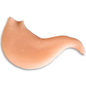 modèle anatomique d'estomac
