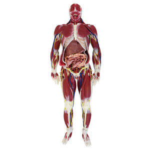 modèle d'anatomie de système nerveux