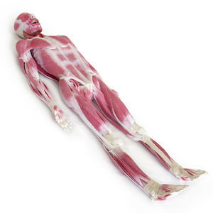 modèle d'anatomie d'articulation