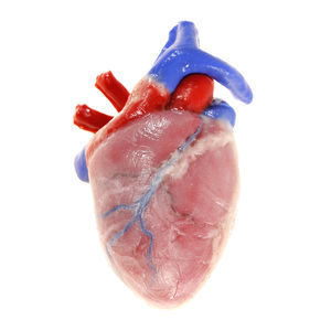 modèle d'anatomie de cœur