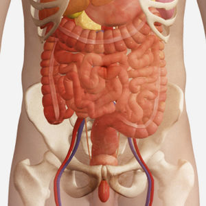 module de simulation d'anatomie