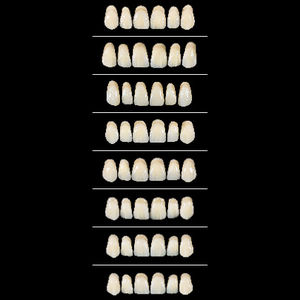 prothèse dentaire en acrylique / de dents antérieures