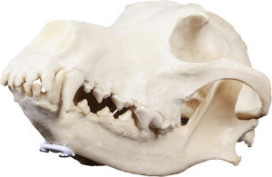 modèle anatomique de crâne