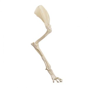 modèle anatomique de membres supérieurs
