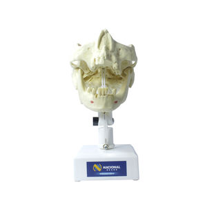 modèle anatomique mandibule / maxillaire / de dentition / de formation
