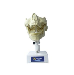 modèle anatomique de mandibule