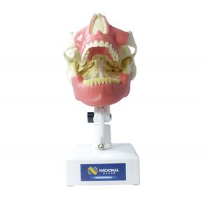 modèle anatomique mandibule / de gencive / de dentition / maxillaire