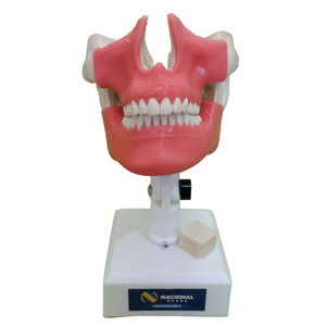 modèle anatomique mandibule / maxillaire / de dentition / de gencive