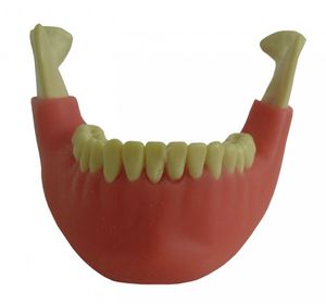 modèle anatomique mandibule