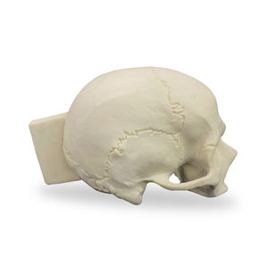 modèle anatomique de crâne