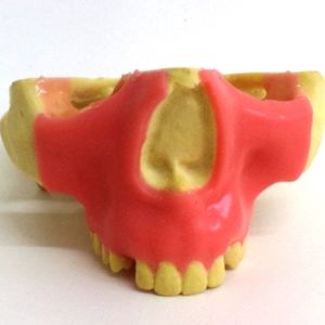 modèle anatomique de maxillaire