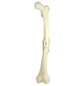 modèle anatomique d'os