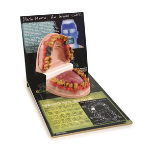 modèle anatomique de dentition