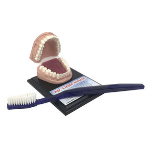 modèle anatomique de dentition