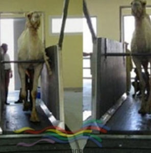 tapis roulant vétérinaire pour chevaux