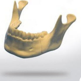 modèle anatomique de mandibule