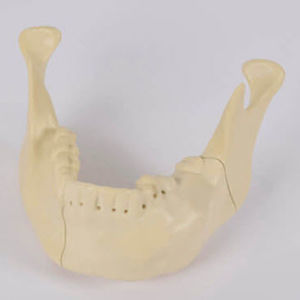 modèle anatomique de mandibule