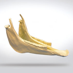 modèle anatomique d'os