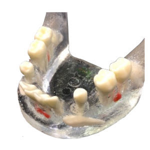 modèle anatomique de mandibule