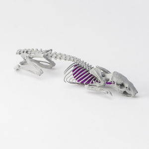 fantôme de test vétérinaire pour scanner X / pour radiographie