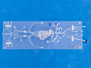 modèle vasculaire pour angiographie